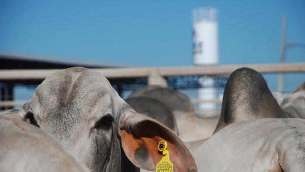 Resultados Zebu Carne de Qualidade provam a eficácia e lucratividade do Tabapuã