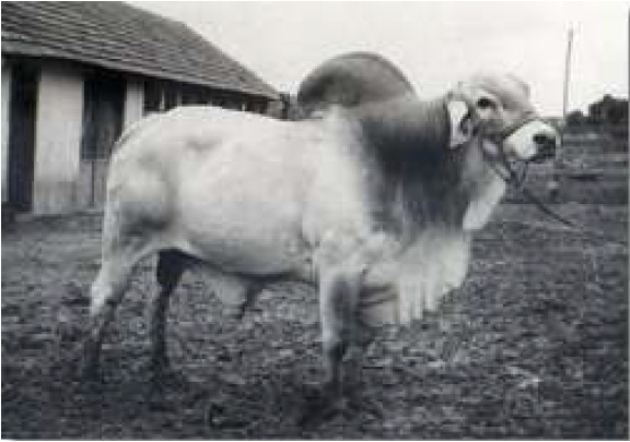 Primeira fotografia do touro Tabapuã T-0, em março de 1943.